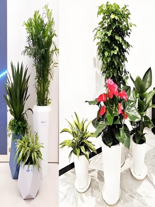 宁波鄞州植物出租哪家强？看这篇攻略找答案！